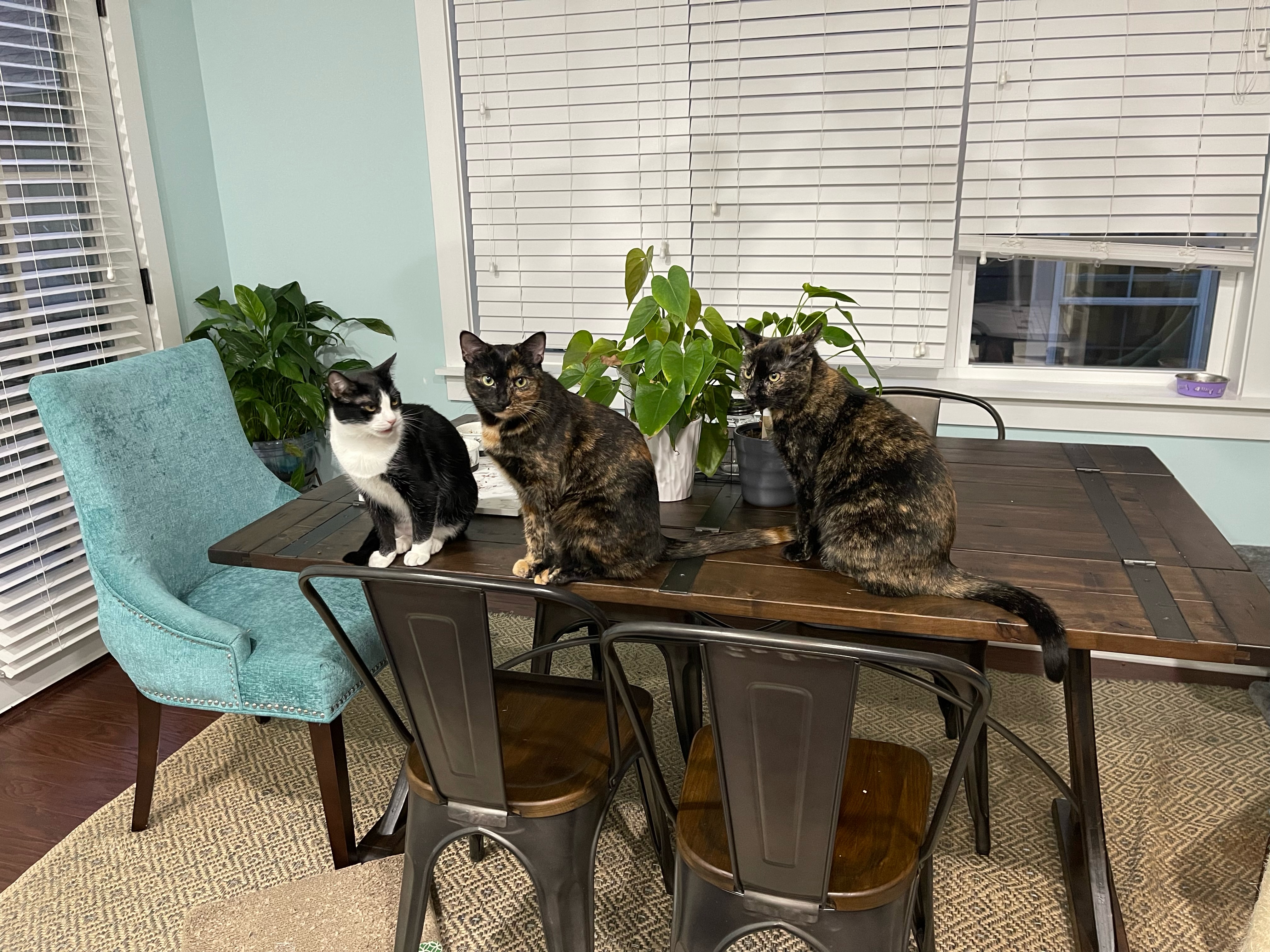 Patricia's three cats